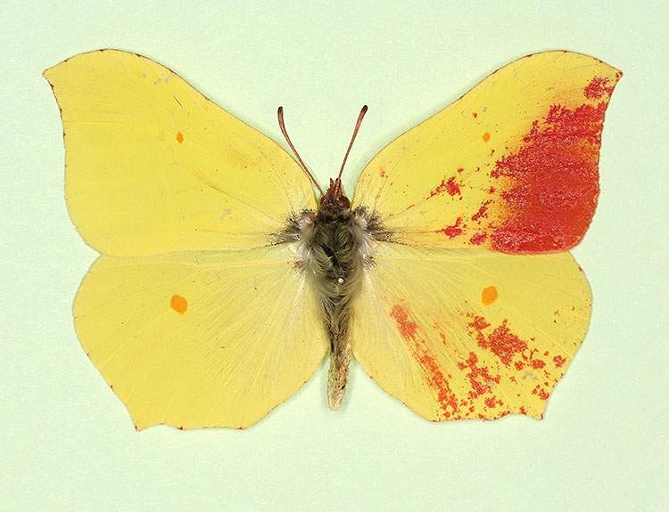 Gonepteryx rhamni male (aberrant form roseotincta) (Internet Image property of respective owner, non-commercial use only)
